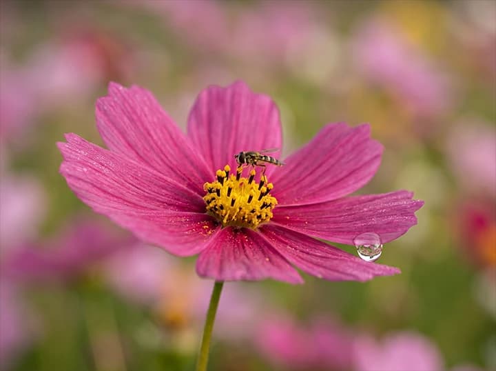 La ferme Florus Pocus