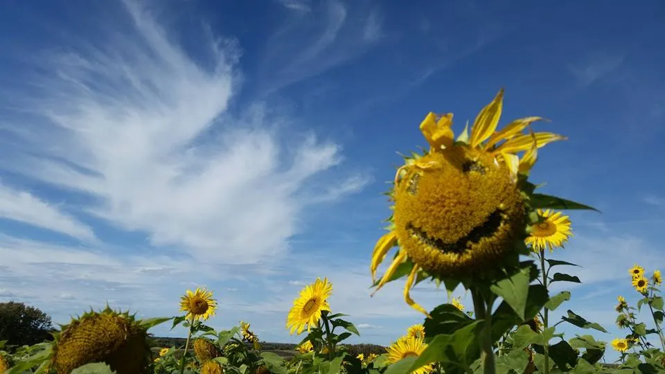 Le coût caché des fleurs importées : pourquoi les fleurs locales méritent votre attention.