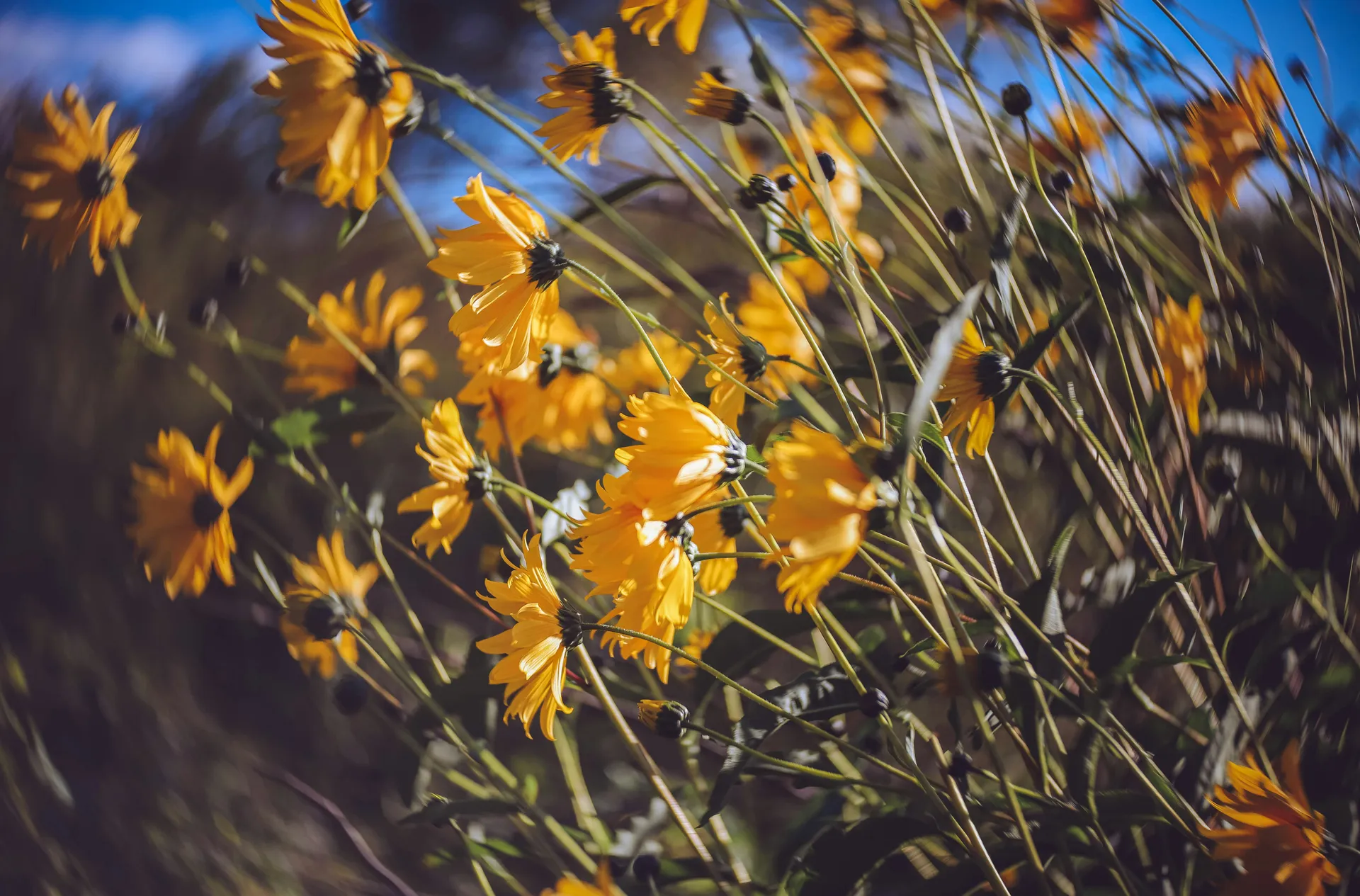 Ferme florale Florus Pocus