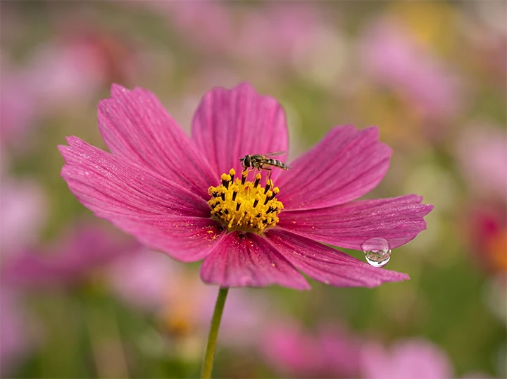 La ferme Florus Pocus